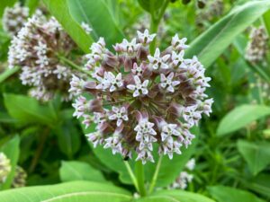 Growing Milkweed blindly can be a daunting process, especially if you don't know what stratification is while germinating, but our ultimate guide to Milkweed cultivation covers everything you need to know to get blooms like the one pictured.