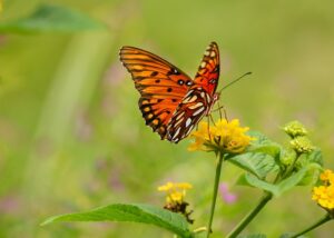 A Gulf Fritillary drinking nectar from a flower.