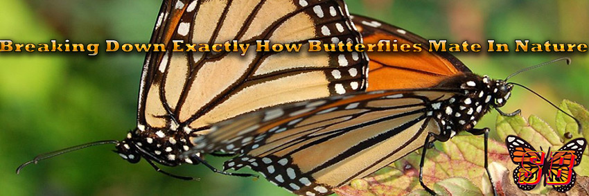 Two butterflies can reproduce by mating, which is when a male and female butterfly court each other and eventually join ends. Once joined, the male starts transferring sperm which fertilizes the females eggs. While it may look silly, it is an essential part of the Butterfly life cycle.