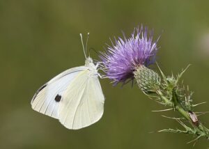 The Cabbage White may be considered a pest to some, but still deserves a spot in our common butterfly identification list. 