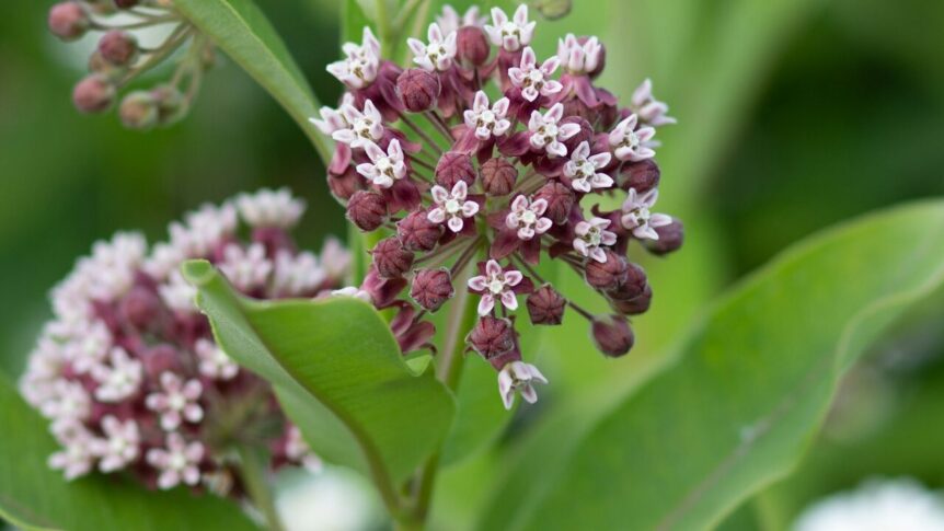 Growing Milkweed has never been a more rewarding process. You get to garden and help restore the habitat of the Monarch butterfly. Milkweed does require some key steps to grow, and we go over each in this article that details how to grow & cultivate Milkweed.