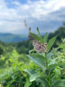 Common Milkweed is native to over 80% of the United States, and is an easy choice to make when selecting a species. Common Milkweed has mild preferences and can generally acclimate to most climates.