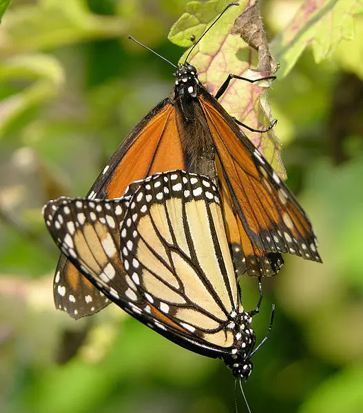 Once two monarch butterflies have courted each other, they join at the abdomens, facing away from each other. While in this position the male deposits sperm into the female, fertilizing her eggs. After her eggs have been fertilized she will locate Milkweed to lay as many eggs as she can.