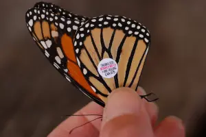 Monarch Watch has an amazing program where you can tag local Monarchs in your area (if you can catch them!) to help give a better understanding of migratory movements and general health of a population. 