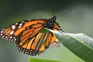 Thanks for reading our ultimate guide to Milkweed cultivation! Now you know how to stratify seeds, care for your plants both indoors and outdoors, and will soon have many Monarchs fluttering through your yard!