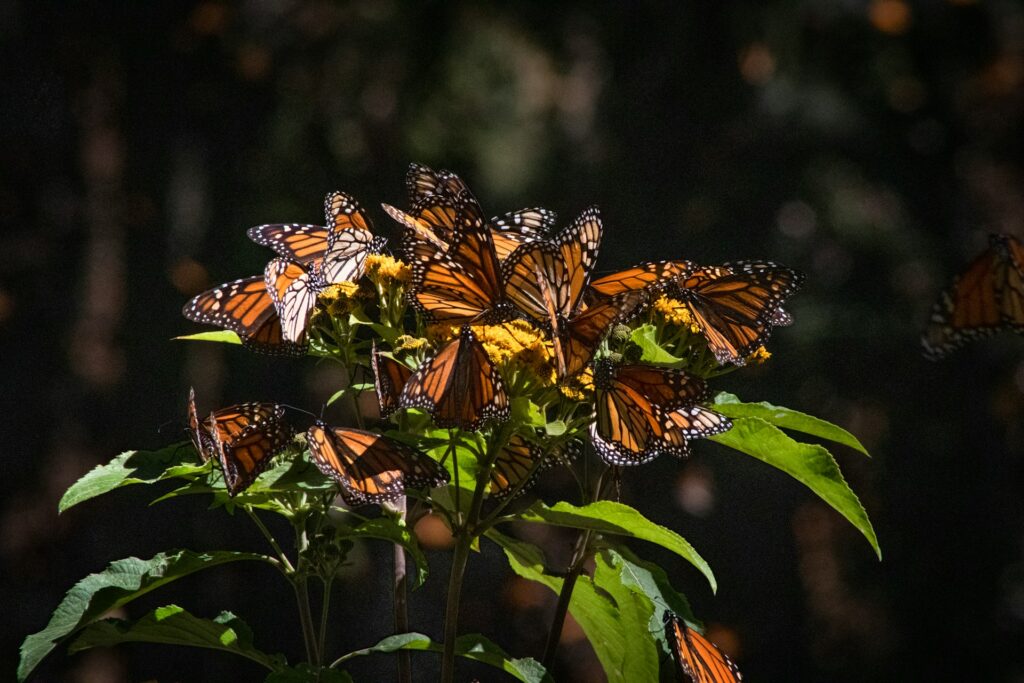 During the cold winter months, the overwintering generation along the Monarch Butterfly's migration route will congregate in large numbers on Oyamel Fir trees, which are located in central Mexico. Thousands of Monarchs all huddling to stay warm.