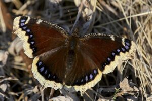 The Mourning Cloak, another butterfly species you're likely to find in a butterfly garden, is easily identified by its white border along a brown wingspan. It also has bluish diamond shaped spots in-between the white and brown. 