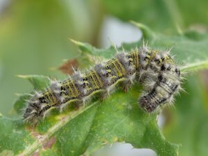 Insect Lore made a good choice choosing the Painted Lady as their butterfly of choice to raise. They're pretty cool looking and are a very hardy species. Watching the caterpillars in your kit grow was an amazing experience.