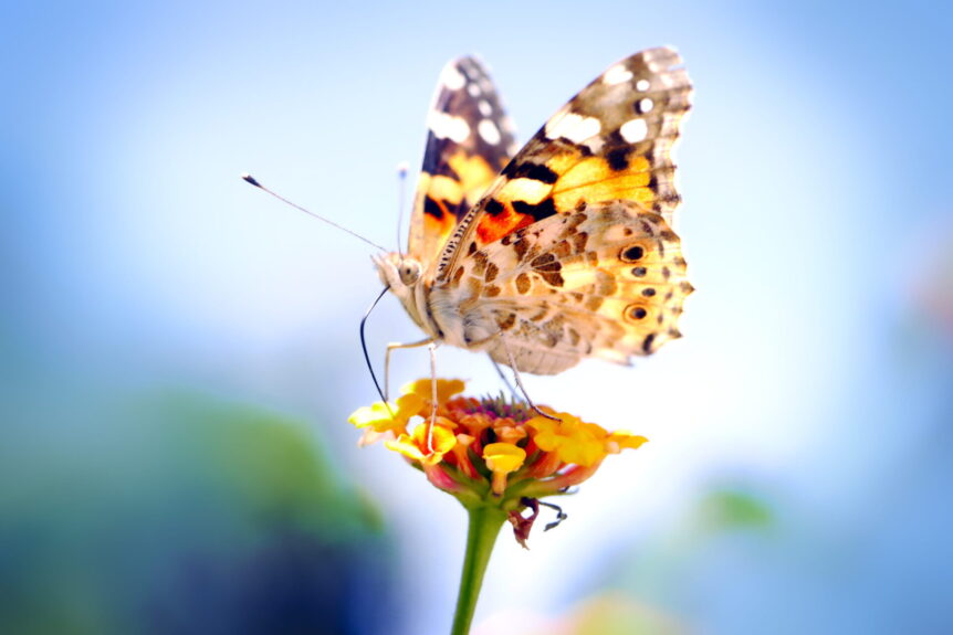 Butterflies take in all of their nutrition during their adult life through their Proboscis, a straw-like tube that sucks nectar and other nutrients from a butterfly's food sources.