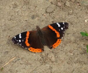 The Red Admiral, another very common butterfly is an essential species you'll want to learn to identify. Once you can recognize its spread wings, you'll never forget it.