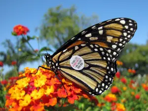 If you ever see a little circle sticker on a Monarch, don't remove it! They're tags for the Monarch Watch program. Anyone can participate and aid in their conservation!