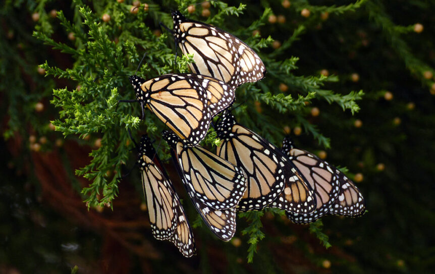 The Monarch Butterfly has more than just iconic colors, it goes through a multi-generation Migration across North America every year. This highlights just how interconnected our ecosystems are.