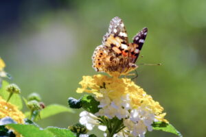 Once your Caterpillars emerge from their chrysalis you're met with the striking colors of the Painted Lady. First they'll be fat with wet wings but as time progresses their wings will fill with fluid and look normal. There is nothing better than watching the butterflies you raised be released into the ecosystem.