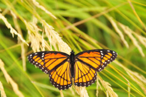 The Viceroy, the master of mimicry, co-evolved alongside the Monarch. By pretending to be a Monarch it tells predators to not eat them!