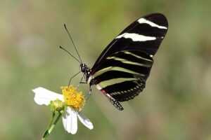 The Zebra Longwings color pattern is beautiful. It gives a sharp contrast to whatever it may be landing on.