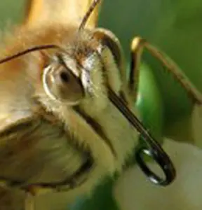 Butterflies utilize a proboscis to eat their food. When its not in use it may be hard to see because it can curl up into the butterflies face. When the butterfly is ready to drink nectar, it uncurls its straw-like tube to suck the nectar straight out of the flower or fruit!