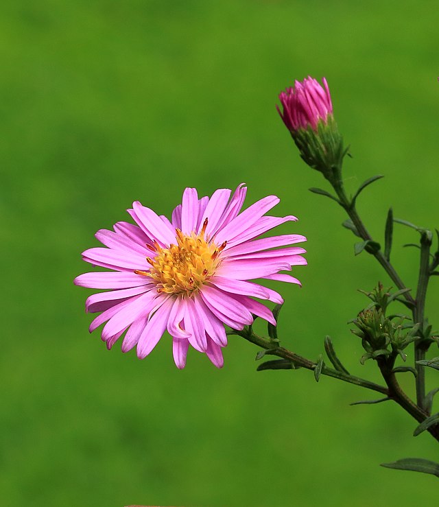 Aster has a classic long petal flower shape. These flowers bloom late in the year giving the last generation of pollinators a source of pollen and food.