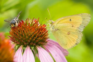 Bees are more of a direct pollinator, whereas butterflies are more of an indirect pollinator. They are both important in their own ways and play their own role in an ecosystem. Here we see a Butterfly & Bee pollinating a coneflower.