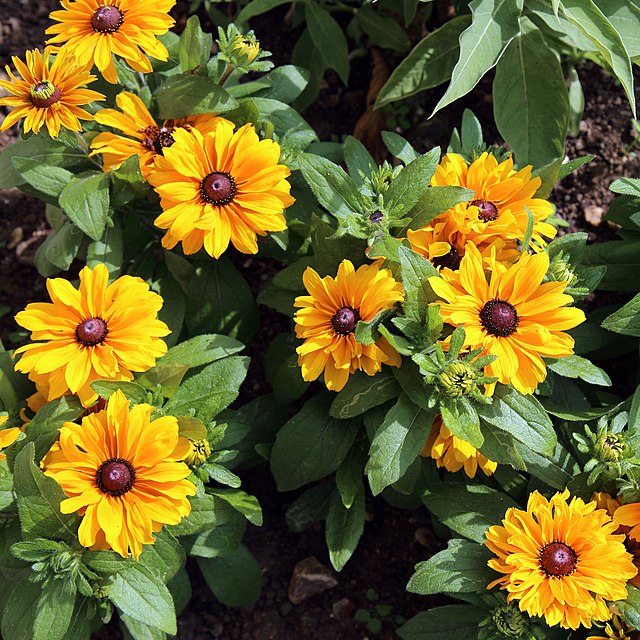 Black-eyed Susan, a standard in any garden, is great for pollinators and butterflies alike!