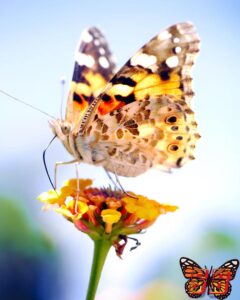 Butterflies of all different species use a Proboscis, a straw-like tongue, to drink nectar from flowers. When they eat they also pollinate the flowers we know and love. This is a close up of a Painted Lady butterfly proboscis.