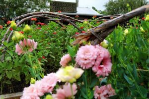 Planting a Butterfly garden or a more broad pollinator garden is way easier than you think. Just plant nectar flowers, host plants, and maybe put out a butterfly feeder or two and you're good to go!