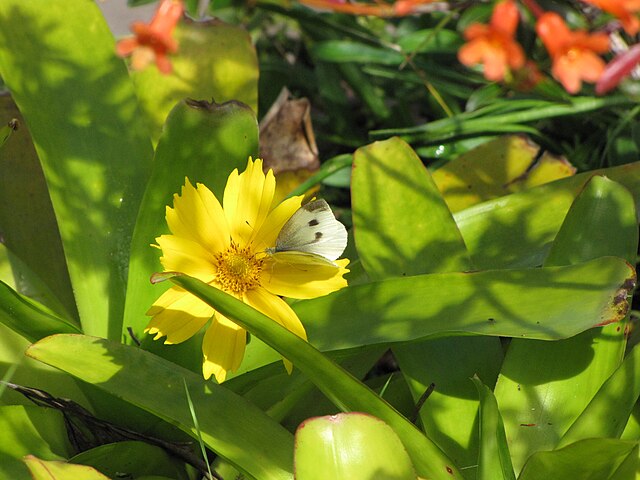 Tickseed is a pretty yellow and orange flower. Butterflies are attracted to the color and humans will love the scent!