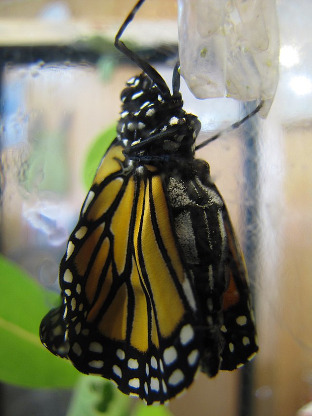 This freshly hatched Monarch comes out of its Chrysalis with crumpled wings and a very fat body. It has to pump the fluid from its body into its wings so that they become straight and hard.