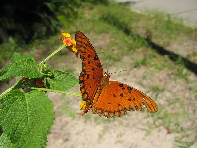 Lantana is a butterfly magnet. With yellow flowers and a nice fragrance.