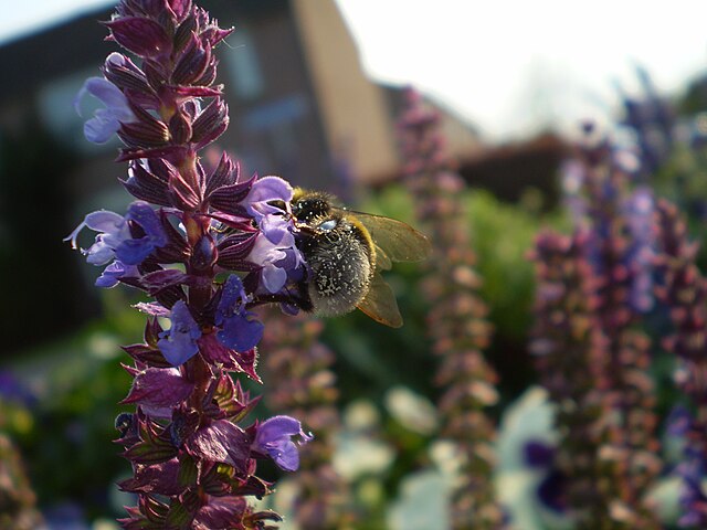 Salvia has pretty tubular flowers that butterflies love!