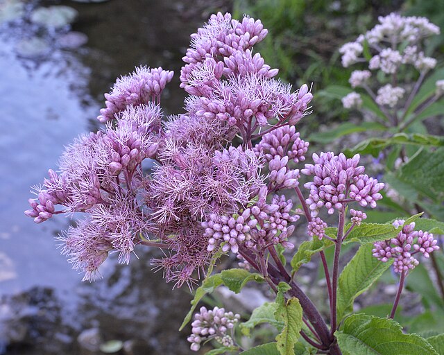 Joe Pye Weed is a great addition to any Pollinator-friendly garden. With its bright purple flowers it will add a nice splash of color.