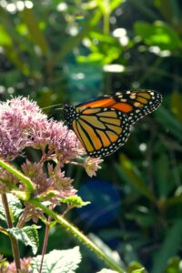 Monarch Butterflies make great pollinators. Here we see a Monarch butterfly using its proboscis to drink nectar, where it gets pollen on its feet and body and moves it to other flowers.