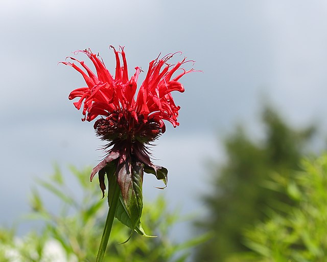 Monarda, also called Bee balm, is a wicked looking flower with a deep red bloom.