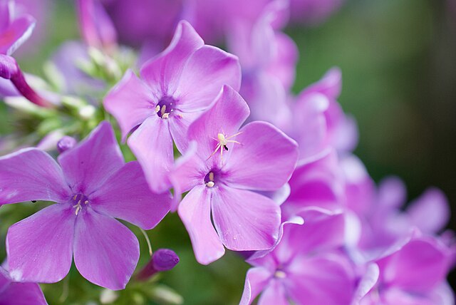 Phlox flowers diamond tipped buds in full bloom are fragrant and beautiful. Pollinators like bees and butterflies are attracted to the color and scent and will surely make friends with it.