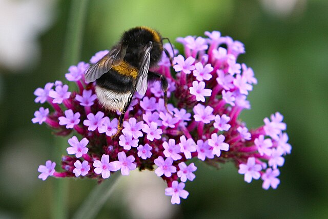 Verbena flowers are another favorite among pollinators. The flowers have clusters of tiny petals.